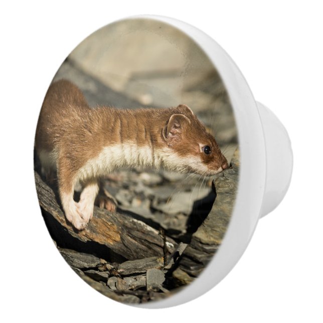 Pomo De Cerámica Sniffing Weasel (Derecha)