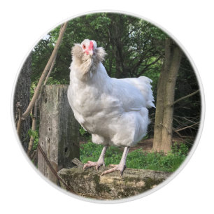 Pomo De Cerámica Snowowden la gallina ameraucana - tirada del botó