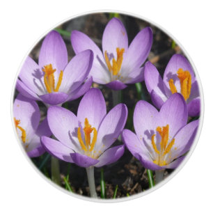 Pomo De Cerámica Sunny Purple Crocuses