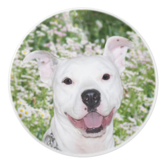 Pomo De Cerámica Terrier blanco feliz del pitbull