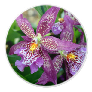 Pomo De Cerámica Tira de cajón para orquídeas