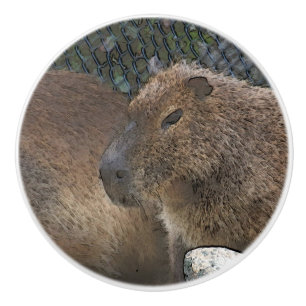 Pomo De Cerámica toony Capibarah