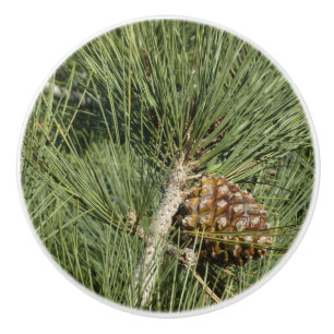 Pomo De Cerámica Torrey Pine Closeup California Botanical