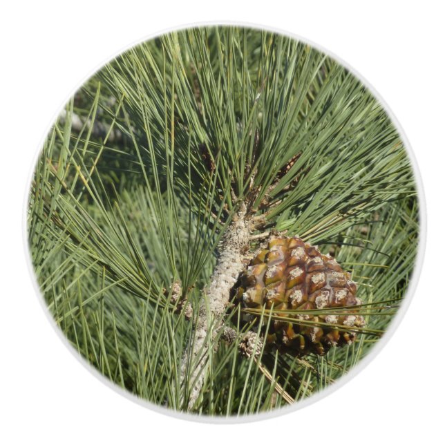 Pomo De Cerámica Torrey Pine Closeup California Botanical (Anverso)