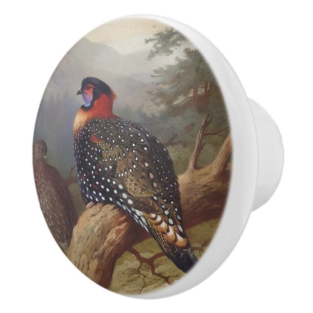 Pomo De Cerámica Tragopan occidental, Ilustraciones de aves (Derecha)