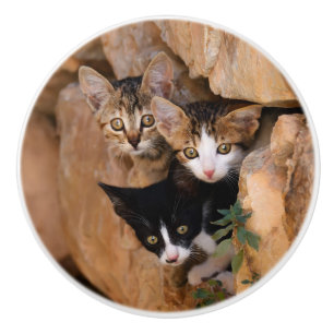 Pomo De Cerámica Tres lindos gatitos curiosos