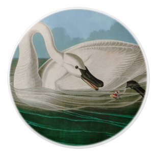 Pomo De Cerámica Trumpeter Swan Birds of America Audubon Print