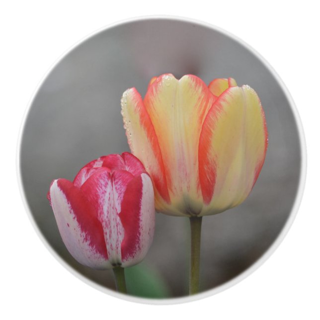 Pomo De Cerámica Tulip Ceramic Knob (Anverso)