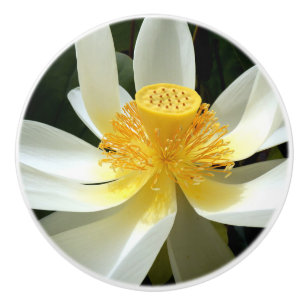 Pomo De Cerámica Tumba cerámica de Lily Agua