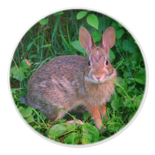 Pomo De Cerámica Vida silvestre de conejo marrón agudo