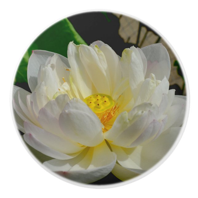 Pomo De Cerámica Water Lily Knob (Anverso)
