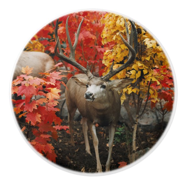 Pomo De Cerámica Whitetail En Otoño (Anverso)