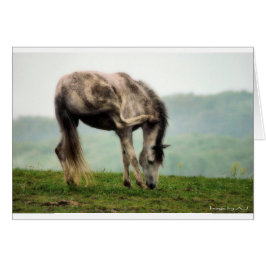 poni