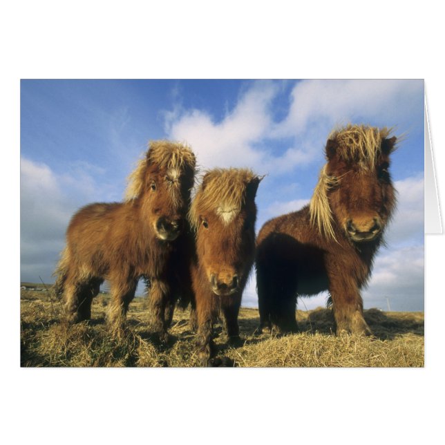 Poni de Shetland, tierra firme Islas Shetland, (Anverso (Horizontal))