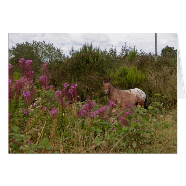 poni manchado (Anverso (Horizontal))