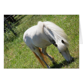 Poniendo blanco pastoreando en una tarjeta de camp