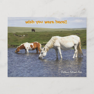 Ponies en las tarjetas postales de Watering Hole