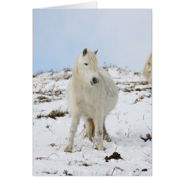 Pony (Frente)