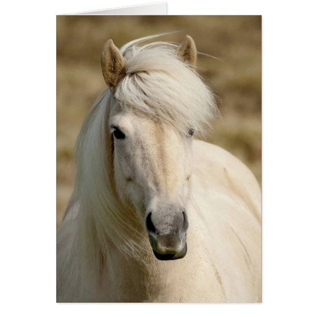 Pony blanco (Frente)