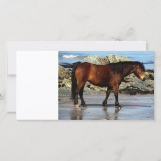 Pony Daxrtmoor en una playa remota en el sur de De