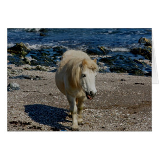Pony De Devon Shetland Del Sur Caminando En Remota