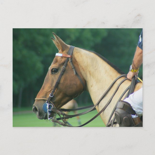 Pony de polo con postal de piloto (Anverso)