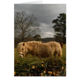 Pony en miniatura rubia / caballo