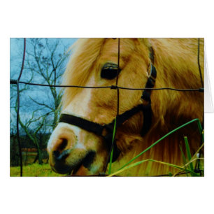 Pony en miniatura rubia / cielo azul de caballo