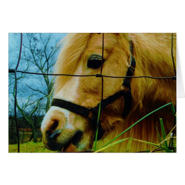 Pony en miniatura rubia / cielo azul de caballo (Anverso (Horizontal))