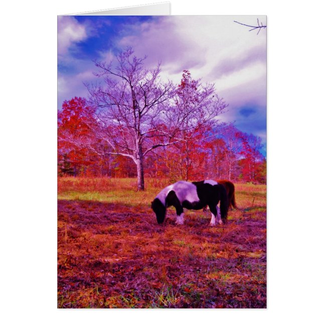 PONY EN UN campo de color RÁINBOW (Frente)