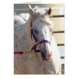 Pony of Americas en Lunge-Line