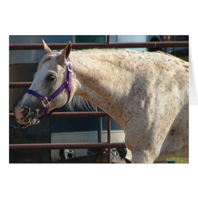 Pony of the Americas (Anverso (Horizontal))