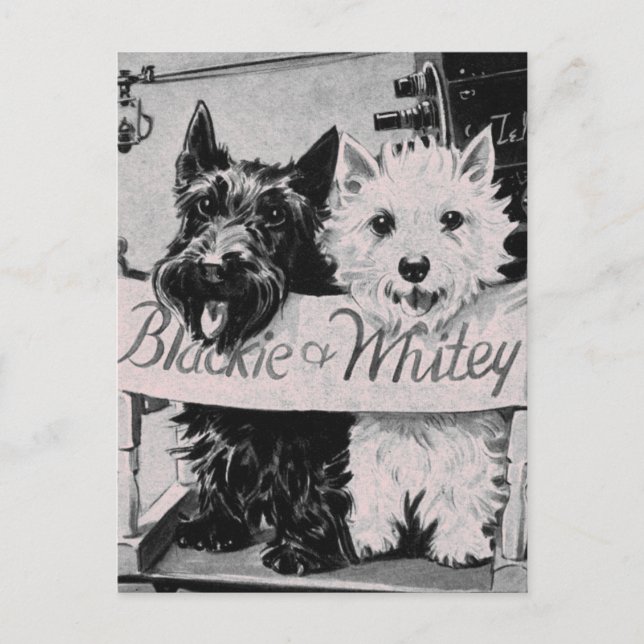 * Poochocitos clásicos de Bonito de postal rosa * (Anverso)