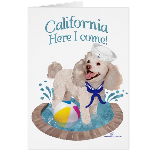 Poodle de California (Frente)