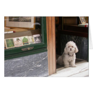 Poodle de enano blanco