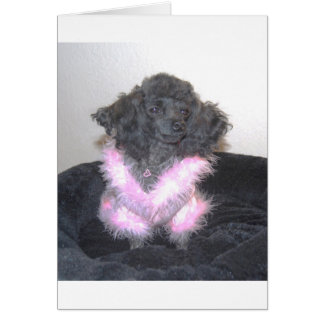 Poodle de juguete negro en suéter rosado, oh la
