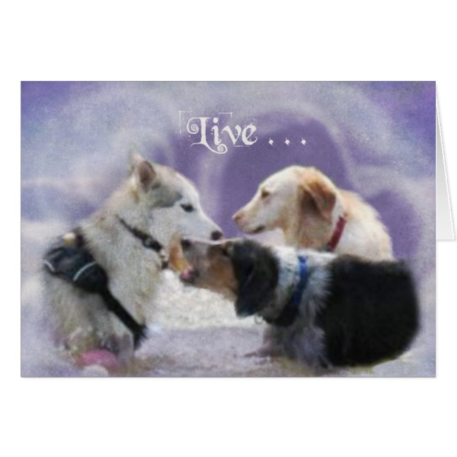 PoolParty (Anverso (Horizontal))