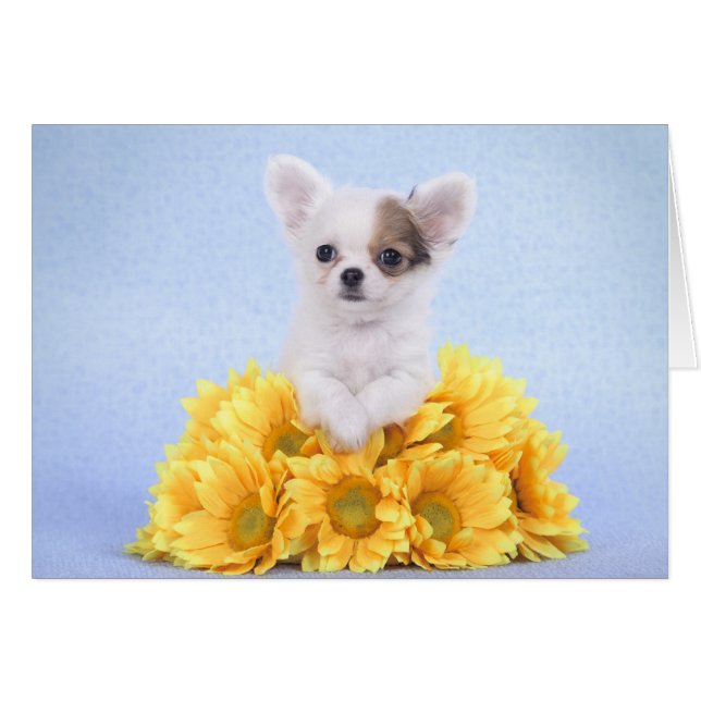 Popa chihuahua (Anverso (Horizontal))