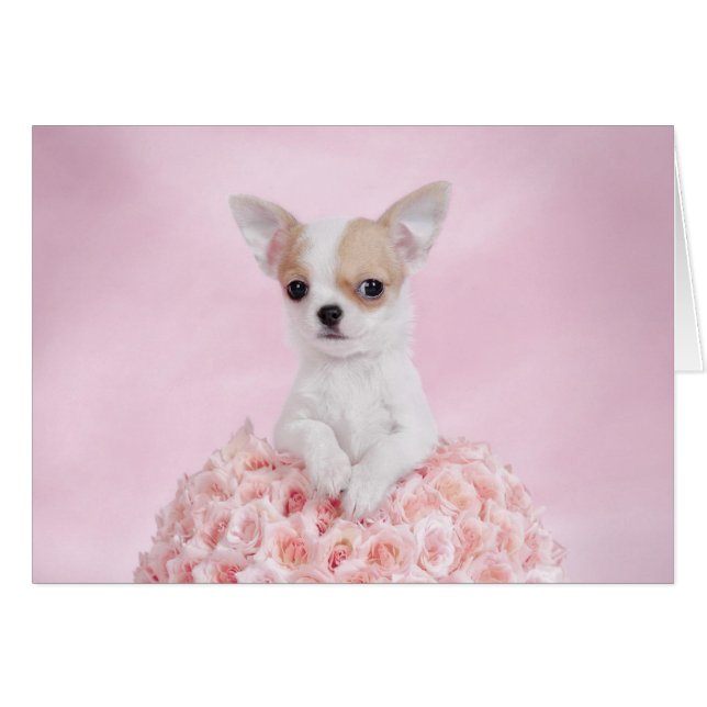 Popa chihuahua (Anverso (Horizontal))