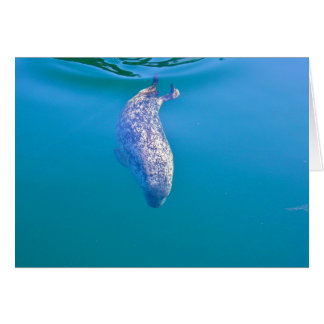 Popeye el sello, puerto de viernes, WA