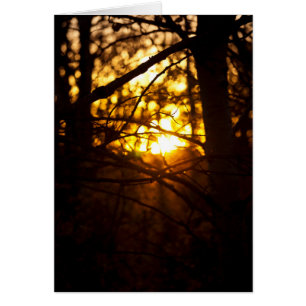 Poplares del atardecer