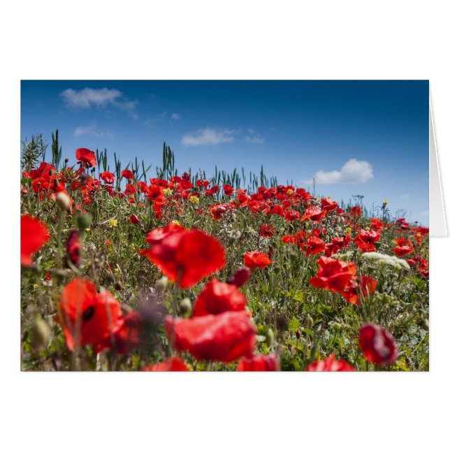 Poppies (Anverso (Horizontal))