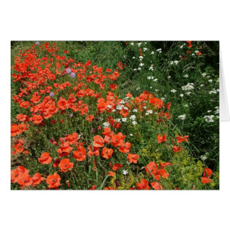 Poppies