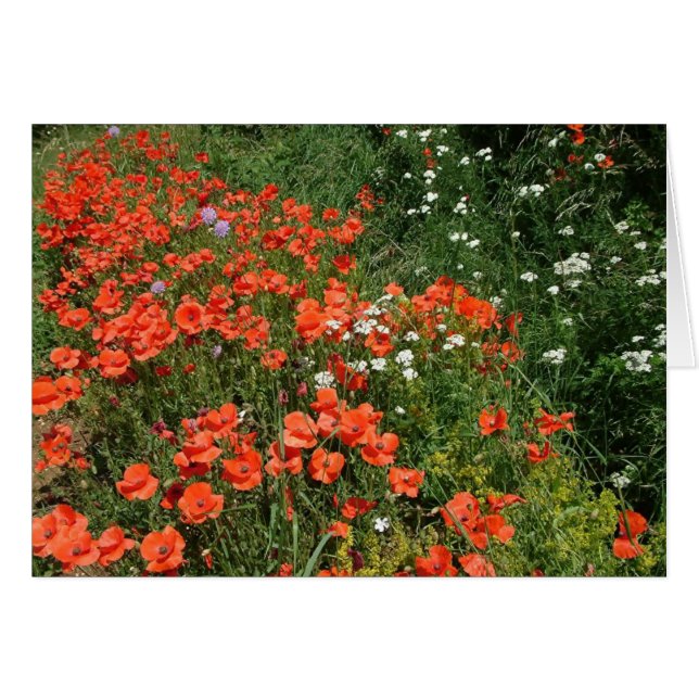 Poppies (Anverso (Horizontal))