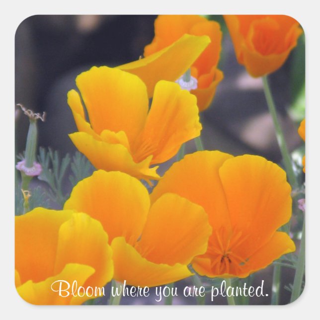 Poppies - Bloom Donde Los Pegatinas Plantan (Anverso)