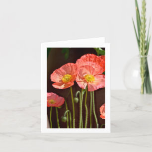 Poppies - Estacionario