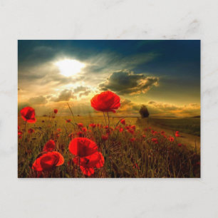 Poppies hermosa postal