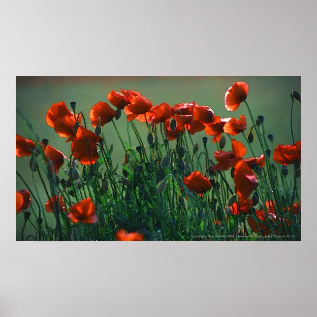Poppies Nº 3 | Impresión de lienzo (Frente)