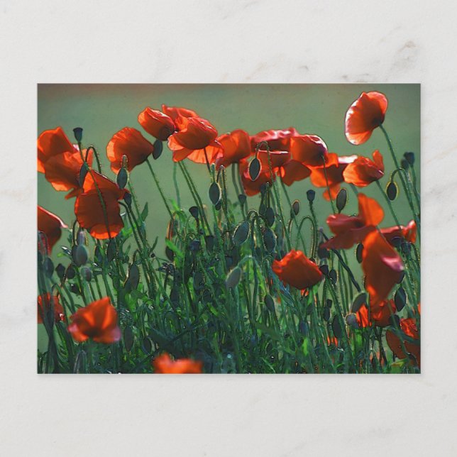Poppies Nº 3 | Tarjeta postal (Anverso)