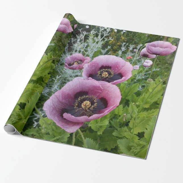 Poppies rosados Púrpura Flores Florales Papel envu (Desenrollado)